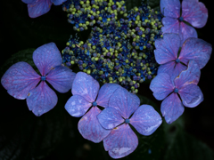 P6250384-Edit