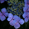 P6250384-Edit