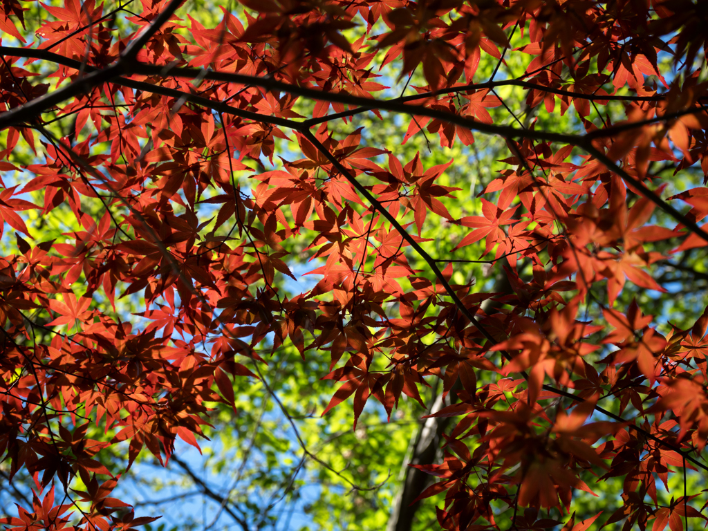P4230816-Edit-2