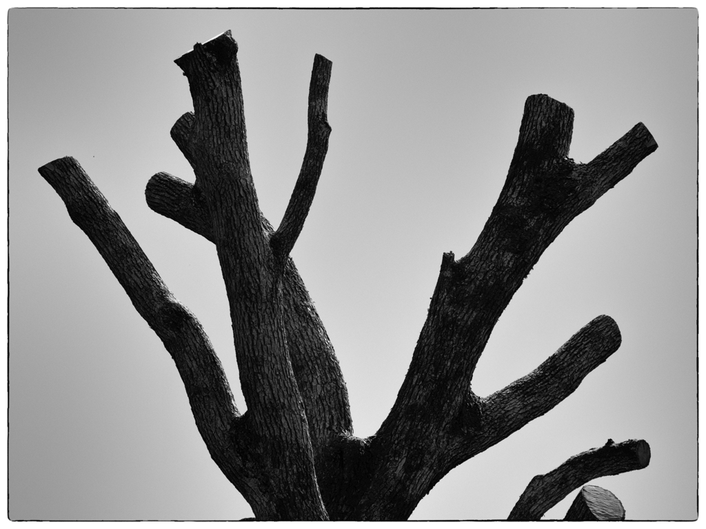 P4230998-Edit