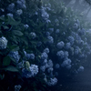 P6250291-Edit