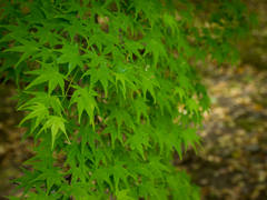 P5050073