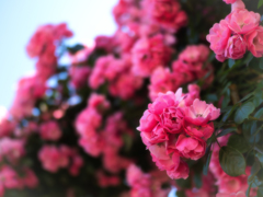 P5280522-Edit