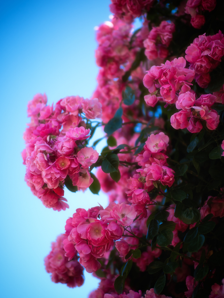 P5280528-Edit