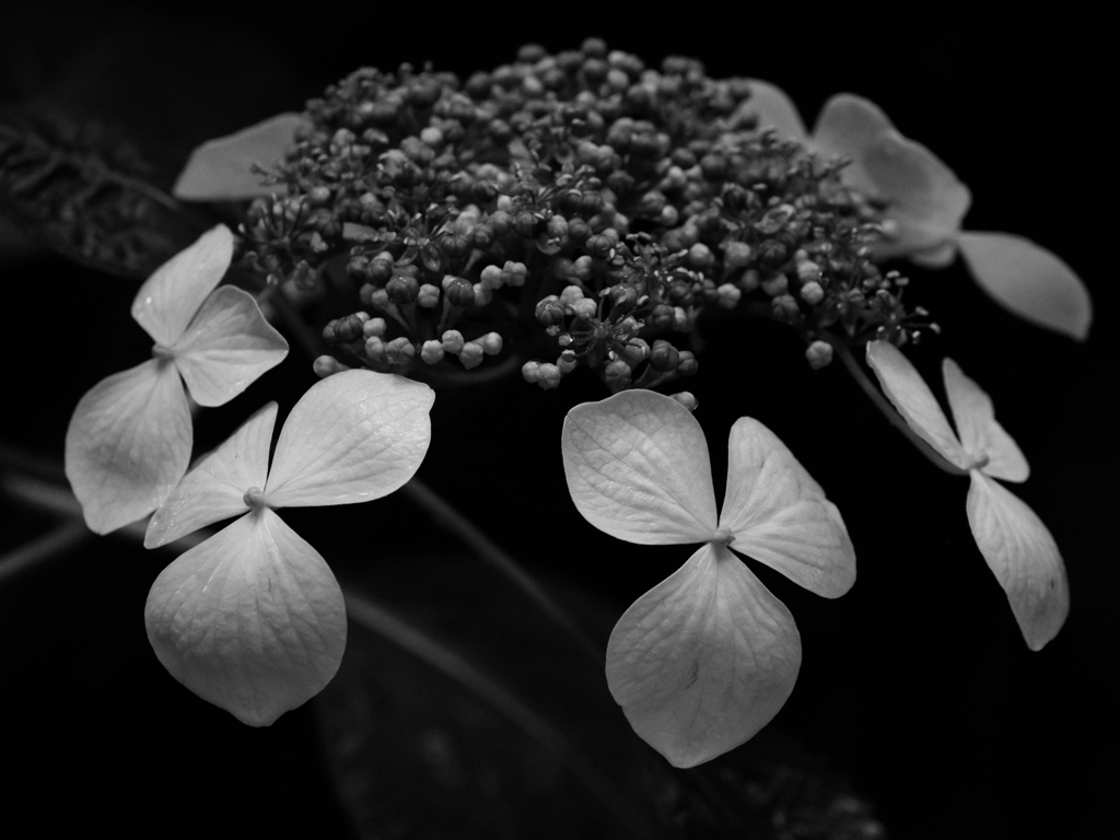 P6250135-Edit