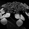 P6250135-Edit