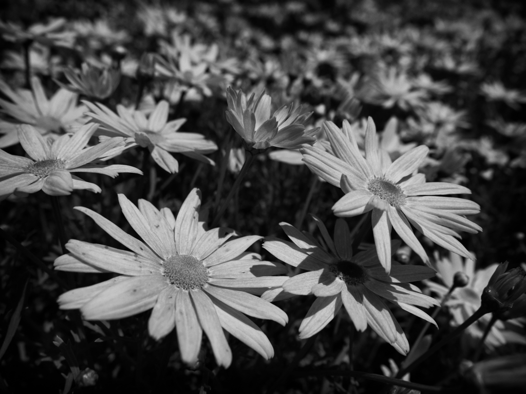 P4231176-Edit