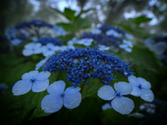P6250357-Edit