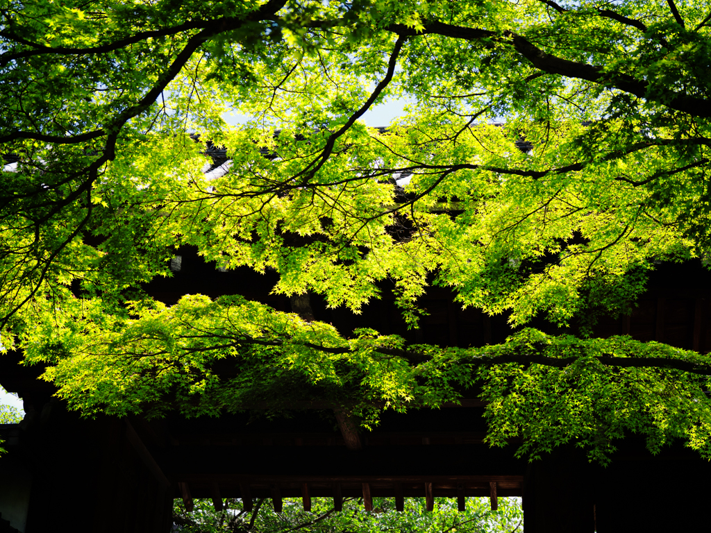P5050163-Edit