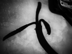 P2110090-Edit