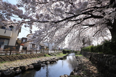 多摩区の桜