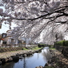 多摩区の桜