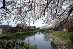 多摩区の桜