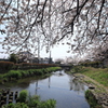 多摩区の桜
