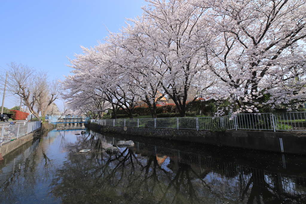 多摩区の桜
