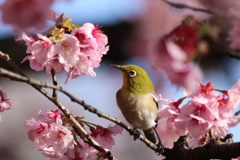 新宿御苑