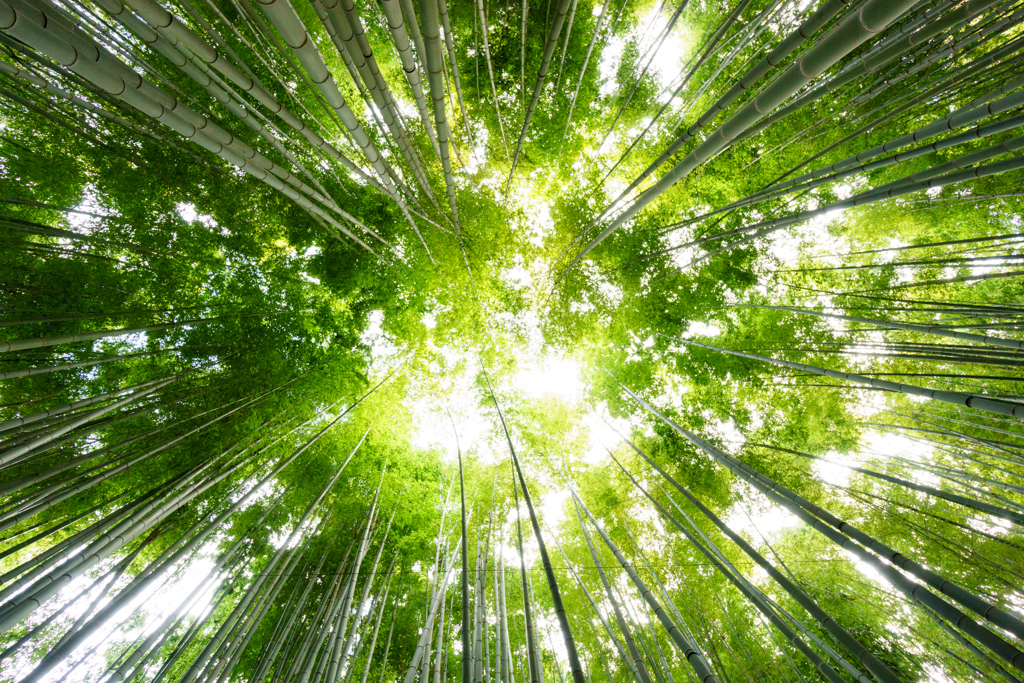 鎌倉 報国寺
