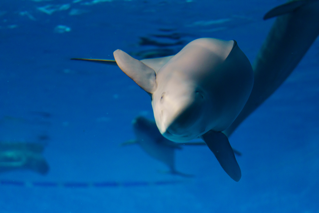 宮島水族館 スナメリ