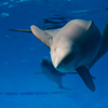 宮島水族館 スナメリ