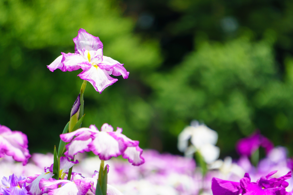 小石川後楽園 花菖蒲