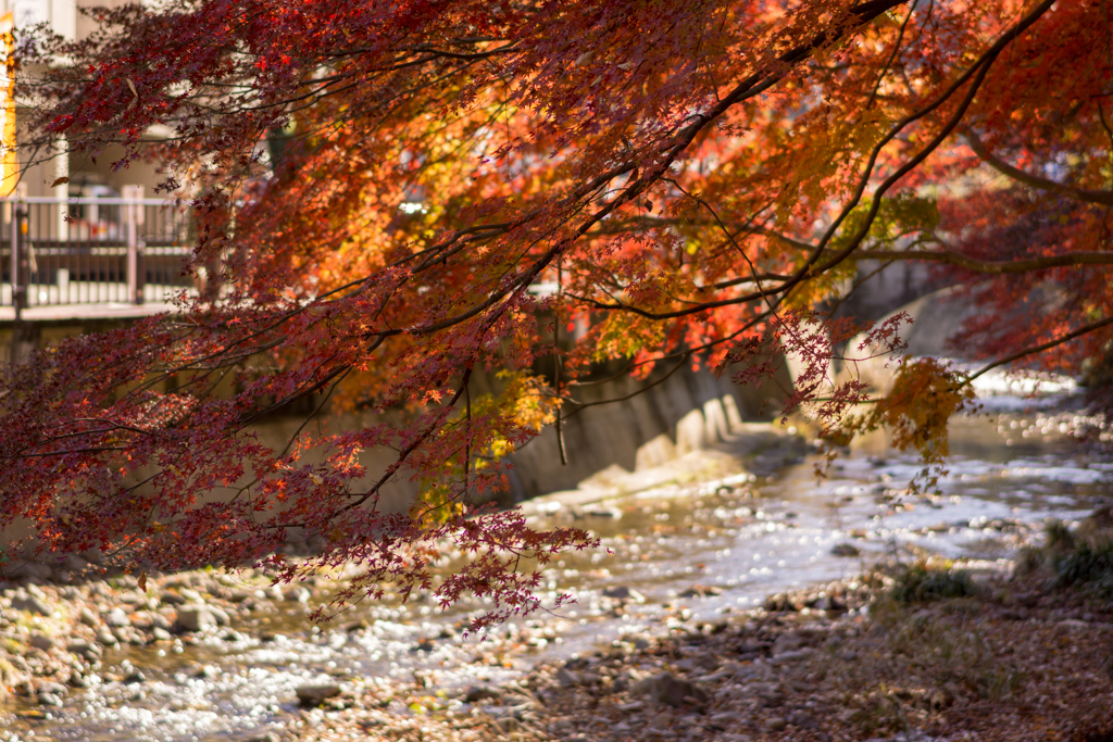 高尾山 案内川 By Dededen Id 写真共有サイト Photohito