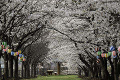 桜のトンネル