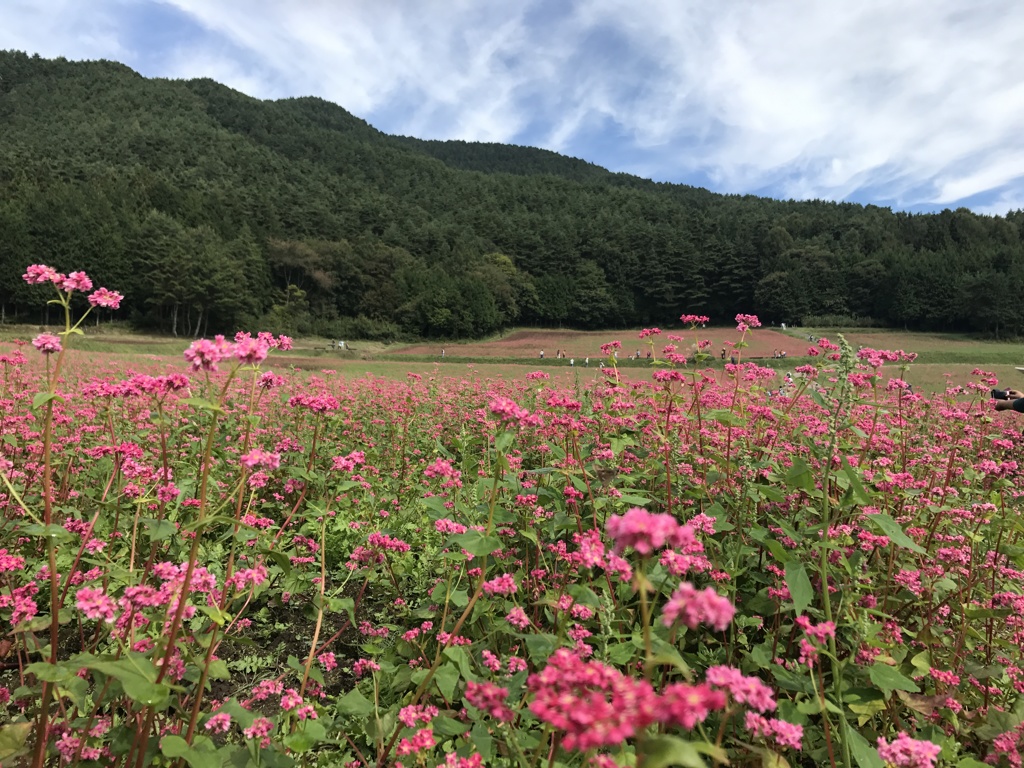 箕輪の赤そばの里