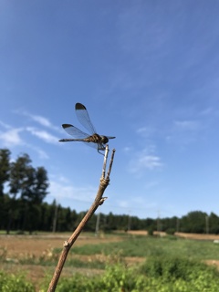 秋の空