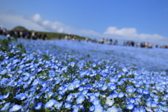 ひたち海浜公園