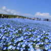 ひたち海浜公園