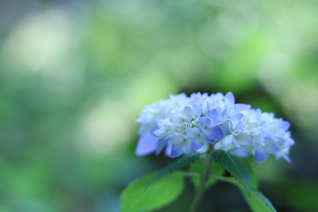 アジサイ6176687968_IMG_5509