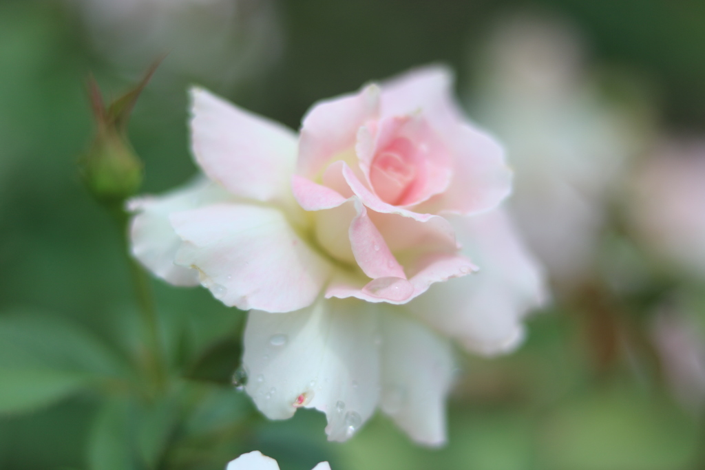 雨上がりの植物園で