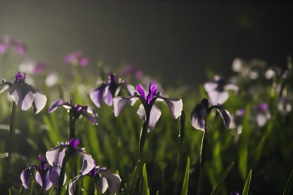 雨夜の花菖蒲