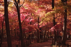 もみじ山