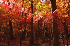 もみじ山