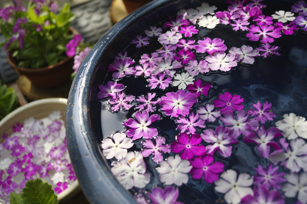 さくらそうの花水瓶