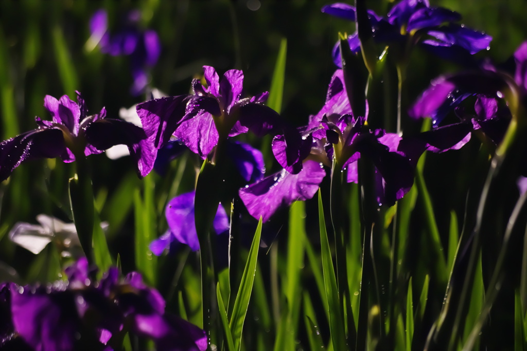 雨夜の花菖蒲
