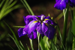 雨夜の花菖蒲