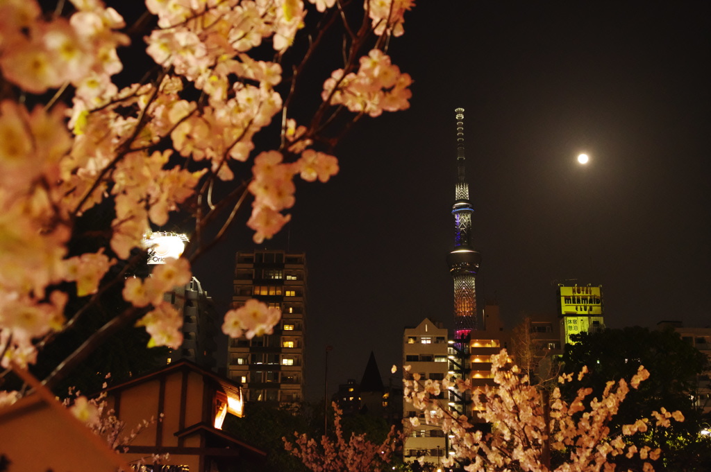 桜とスカイツリー