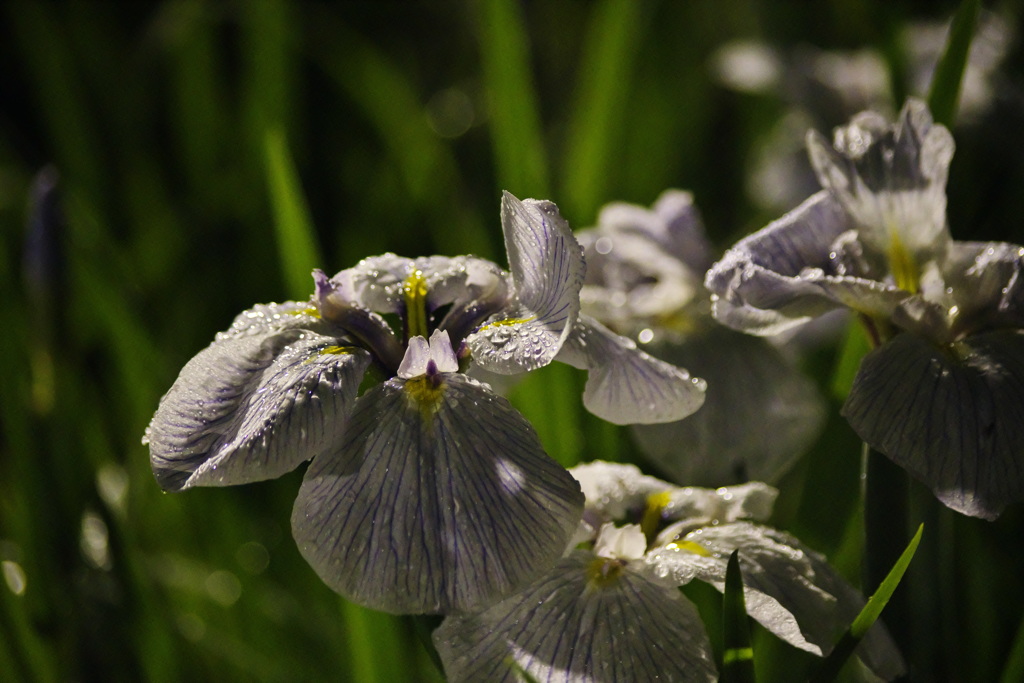 雨夜の花菖蒲