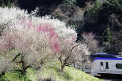 春の沿線風景