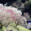 春の沿線風景