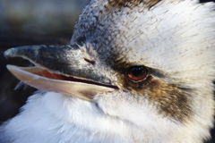 チョイ悪鳥