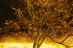 黄金桜