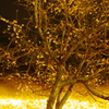黄金桜
