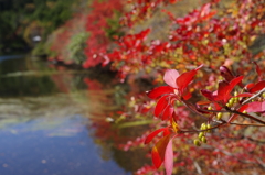白駒池の紅葉