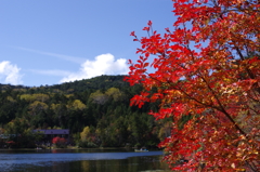 白駒池の紅葉