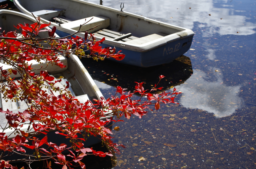 白駒池の紅葉