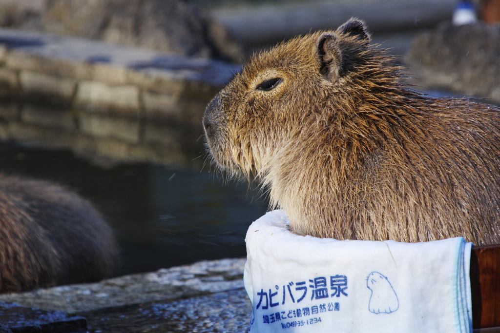 カピバラ温泉