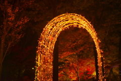 紅葉ライトアップ